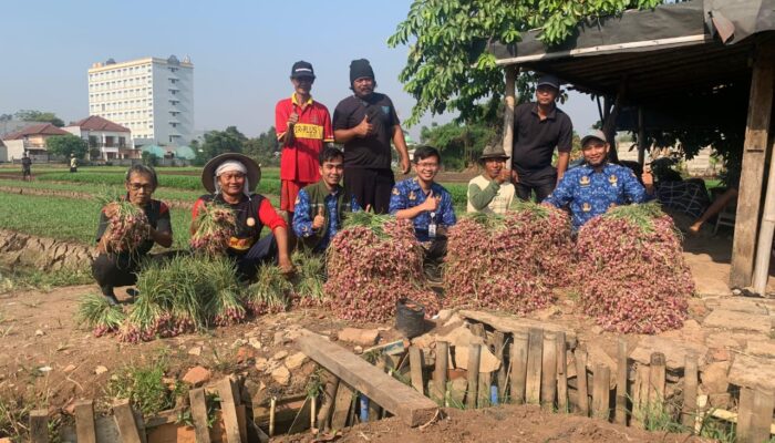 Petani Kota Tangerang Sukses Panen Bawang Merah hingga 600 Kilogram