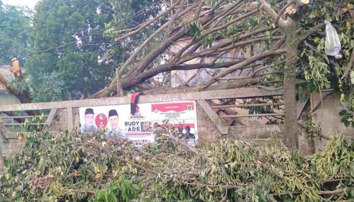Sejumlah Pohon Tumbang dan Atap Rumah Rusak Akibat Hujan Deras Dan Angin Kencang di Citeureup