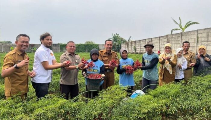 Pertanian Tangerang Berkembang, Hasil Panen Meningkat