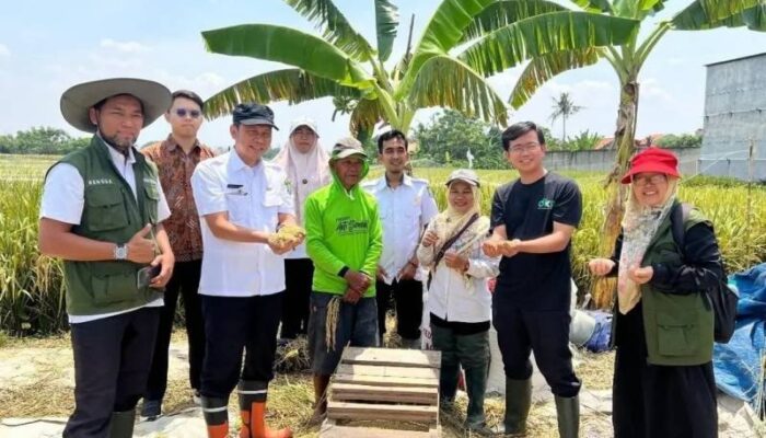 Keajaiban Jajar Legowo: Petani Tangerang Nikmati Panen Berlimpah