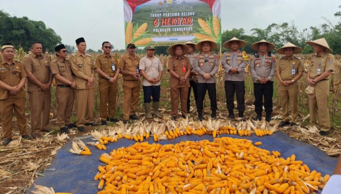 Panen Raya Jagung di Desa Pematang, Bukti Nyata Dukung Ketahanan Pangan Nasional