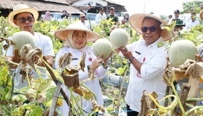Panen Melon, Wabup Intan Dorong Petani Lokal Suplai Program Makan Bergizi Gratis