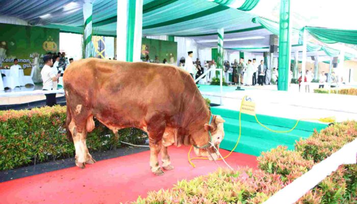 Kapolri Serahkan Ribuan Hewan Kurban, Perkuat Semangat Berbagi di Hari Raya Iduladha