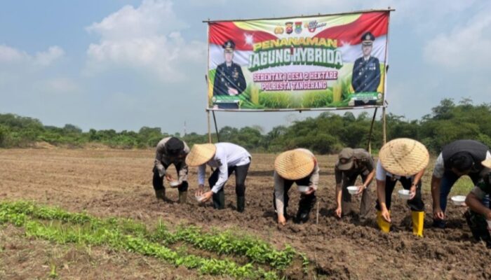 Polsek Tigaraksa Tanam Jagung di Lahan 2 Hektar, Perkuat Ketahanan Pangan Nasional