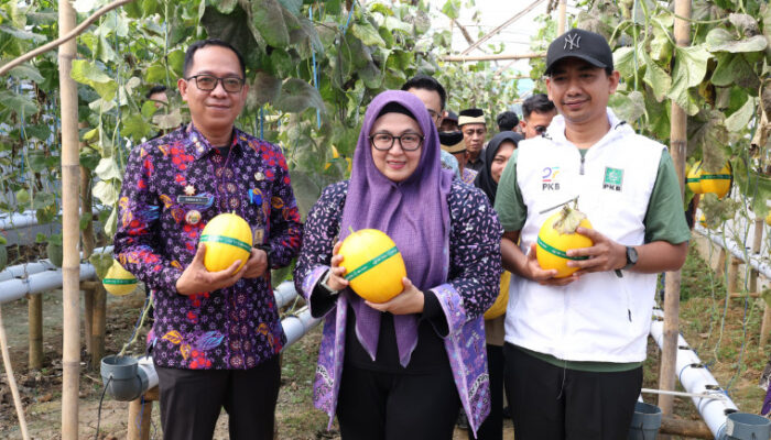 Wabup Tangerang Panen Melon, Sambut Baik Green House Anugerah Farm