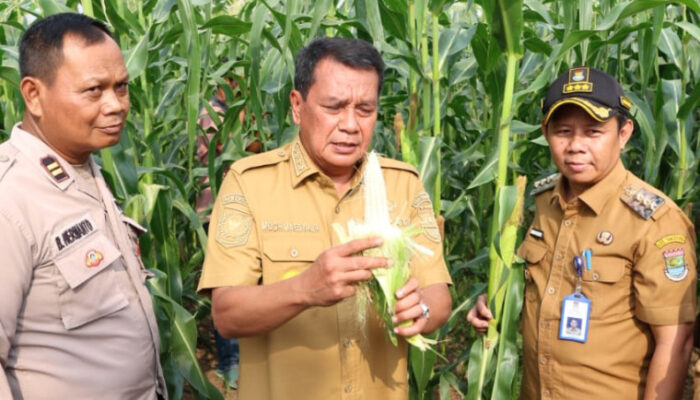 Bupati Maesyal Rasyid Panen Jagung Pulut, Petani Bisa Raup Rp4,7 Juta per Bulan