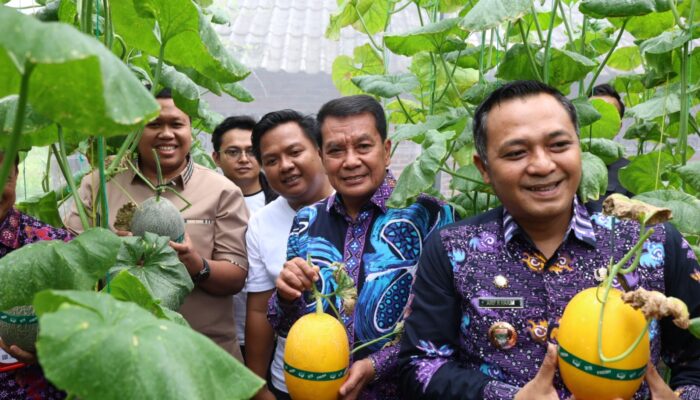 Panen Raya Melon Hidroponik! Bupati Tangerang Apresiasi Inovasi Warga Curug Wetan